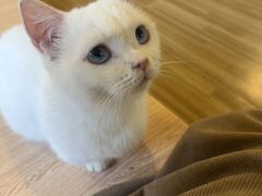 -喵小馆·猫咖狗咖猪咖·饮品店