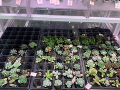 -KKV(深圳宏发大仟里店)