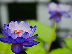 -国家植物园南园