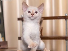 -小猫来了·猫舍(红山六九七九店)