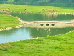 -北京麋鹿生态实验中心