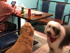 -百好乐宠物友好餐厅(朝外大街店)