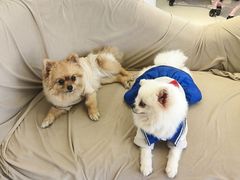 -怪兽屋·羊驼·猫咖·狗咖(俊华广场店)