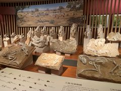 -上海自然博物馆