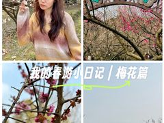 -香雪海