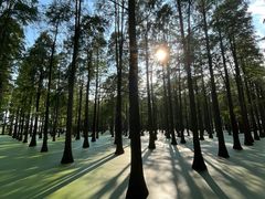 -渌洋湖湿地公园