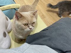 -1013 PET SHOP精品宠物商店(丁香店)
