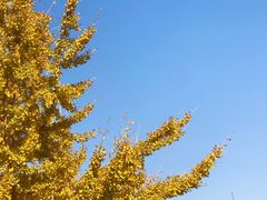 -天门沟九州驿站树上汤泉