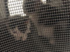 -宠福鑫康馨动物医院·骨科·眼科