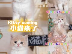 -小猫来了·猫舍(红山六九七九店)