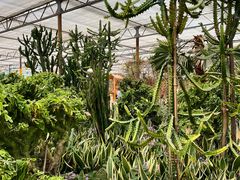 -南宫五洲植物乐园