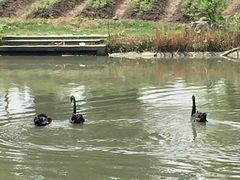 -鹅湖玫瑰文化园