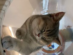 -COLOR PETS 撸猫馆·购猫·猫咖(长风大悦城店)