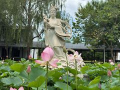 -白洋淀景区