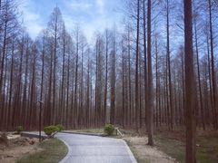 -黄海国家森林公园