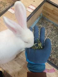 -神奇动物撸宠馆·羊驼·小浣熊·异宠(豫园店)