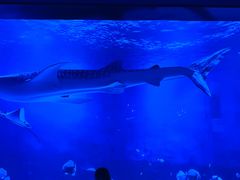 -烟台海昌鲸鲨海洋公园