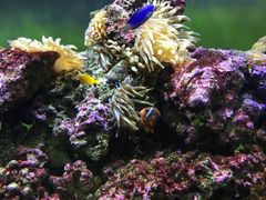 -御唐府海珊瑚主题餐厅
