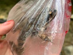 -碓臼峪自然风景区