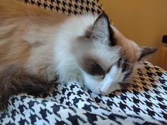 -滚猫咖啡·猫咖·猫友好撸猫(未来城店)