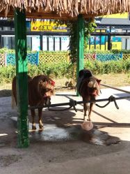 -萌宠亲子动物乐园(槐房万达店)