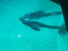 -西雅图水族馆