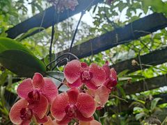 -中国科学院西双版纳热带植物园