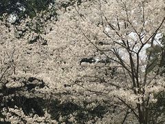 -武汉大学-樱园