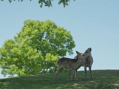 -奈良公园
