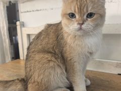 -李小姐の猫咖啡馆(五角场店)
