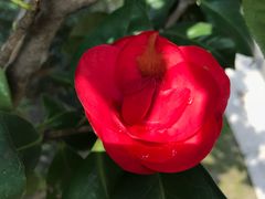 -花溪公园