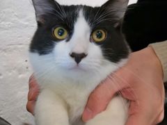 猫色特调咖啡-猫色咖啡·猫咖