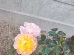 -太平禅寺