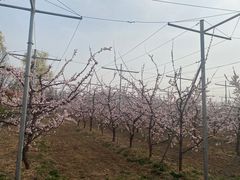-意大利农场度假村