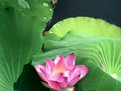 -荔湾湖公园