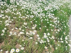 -羊亭河湿地公园