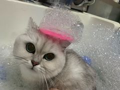 -车接车送·寄养洗护·德文猫舍(大宁店)