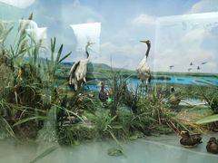 -国家自然博物馆