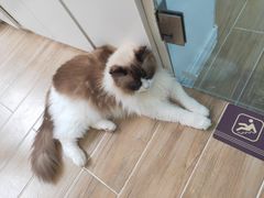 -李小姐の猫咖啡馆(五角场店)