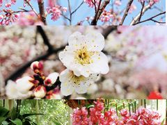 -花开海上生态园