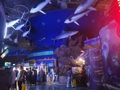 -烟台海昌鲸鲨海洋公园