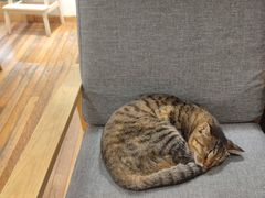 -猫的天空之城概念书店(杭州南宋御街店)