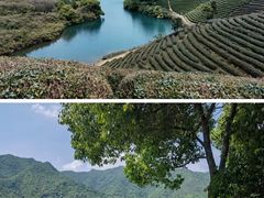 -龙坞茶村