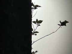 -上海佘山国家森林公园天马山园