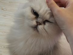 -Sweet cat·星愿猫咖(国贸大厦店)