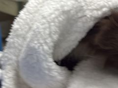 -瑞派申生动物医院·24H夜诊·国际动物医疗中心·骨外科(吴中路店)