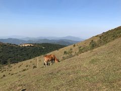 -大姆山草场