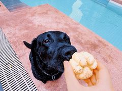 -帕帕拉兹宠物(亚洲旗舰店)