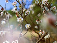 -无锡梅园公园