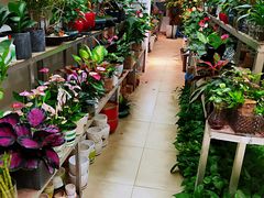 -双季花艺园艺市场(浦东店)